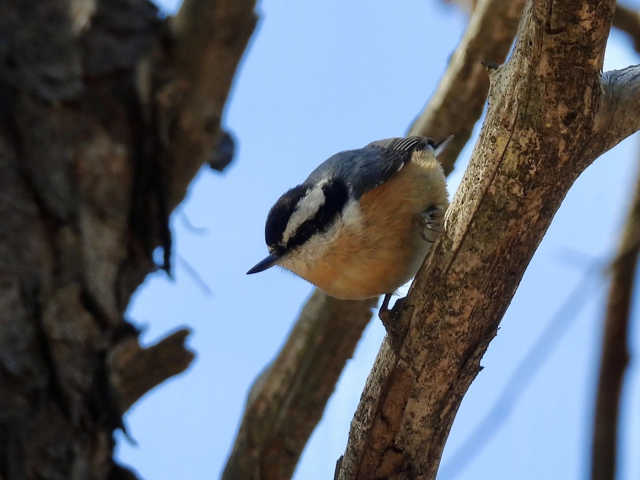 Bird Walk: McDonald Woods Forest Preserve