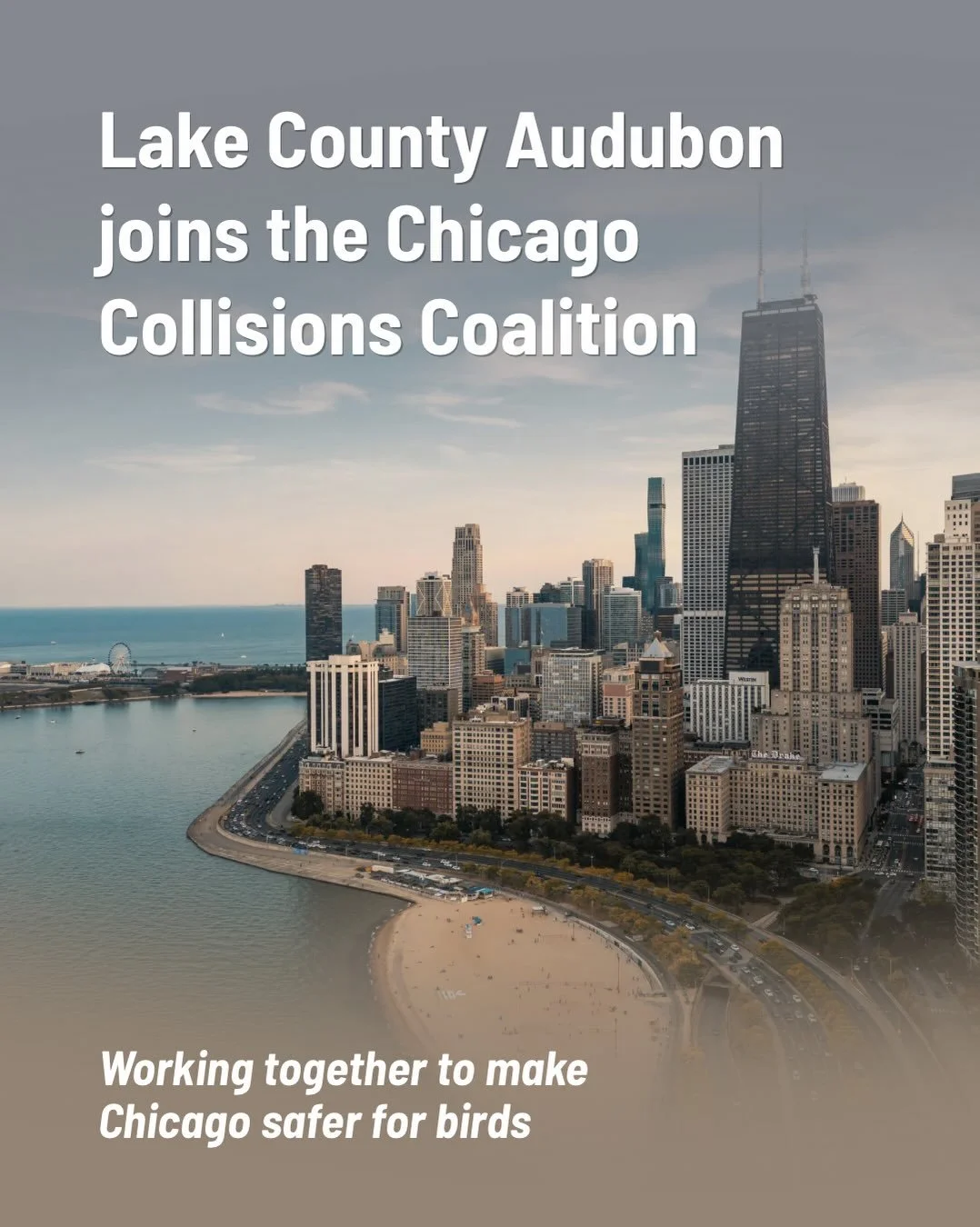 Lake County Audubon Society has joined the Chicago Collisions Coalition!

We&rsquo;re proud to add our voice to organizations working together to make Chicago safer for birds.

Birds don&rsquo;t recognize county lines. The migratory birds moving thro