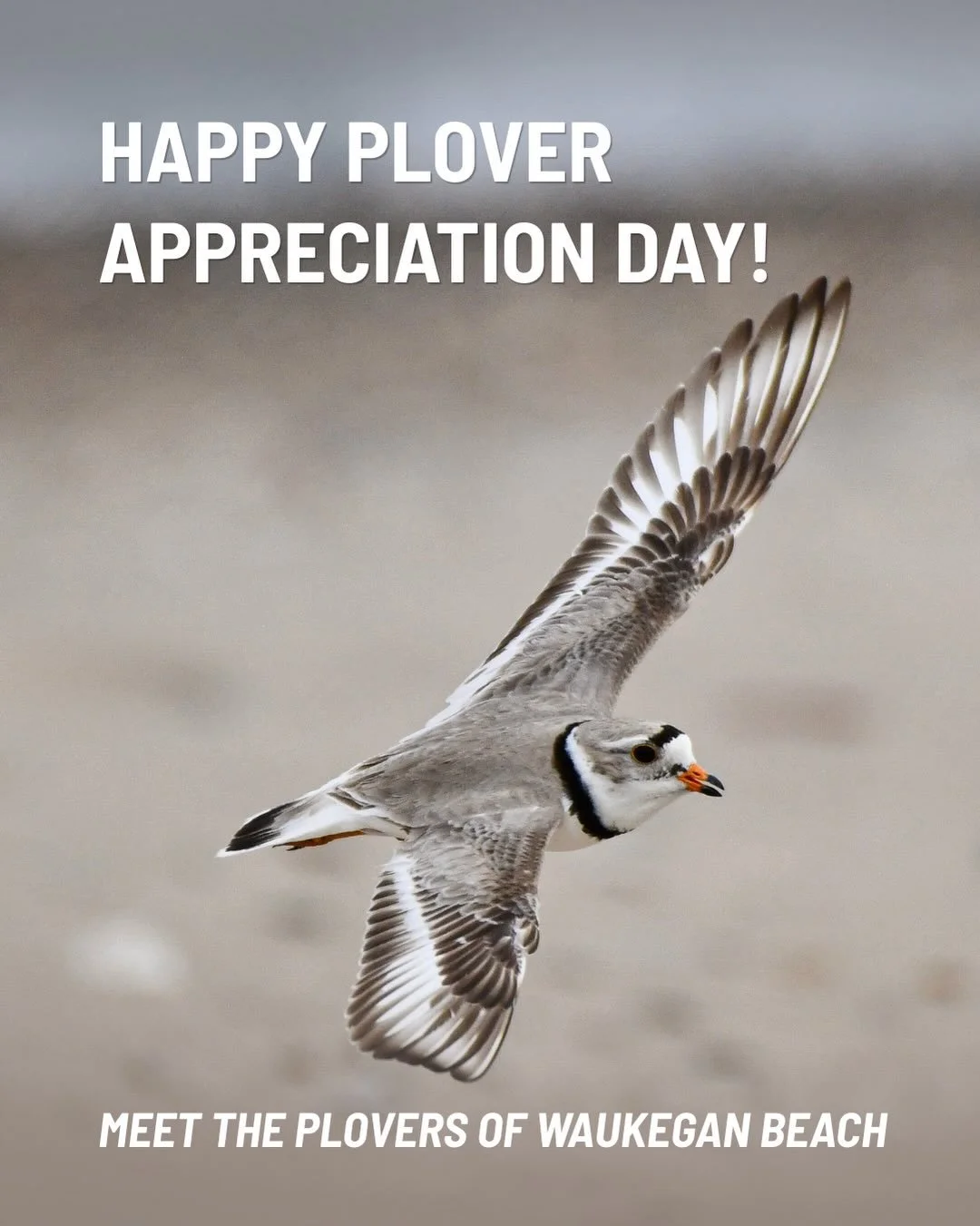 Happy Plover Appreciation Day!

We may be especially partial to our endangered Great Lakes Piping Plovers, but they aren&rsquo;t the only plovers that find their way to Waukegan Beach.

Throughout the year, Waukegan&rsquo;s shoreline provides importa
