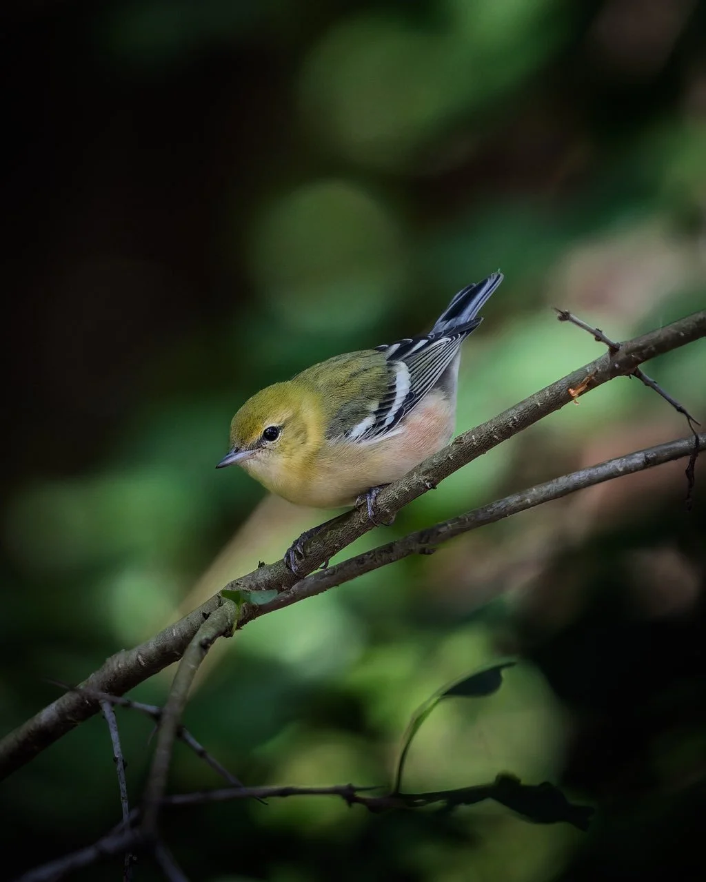 Bird Walk: Illinois Beach State Park - South Unit