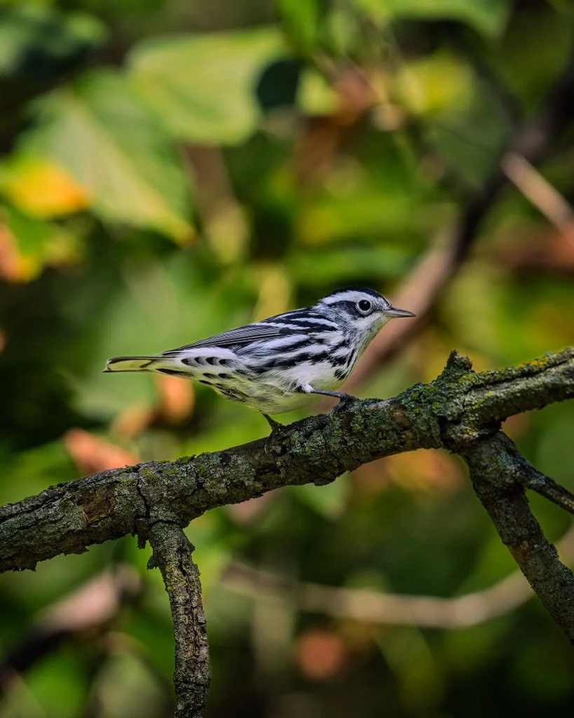 Bird Walk: Captain Daniel Wright Forest Preserve