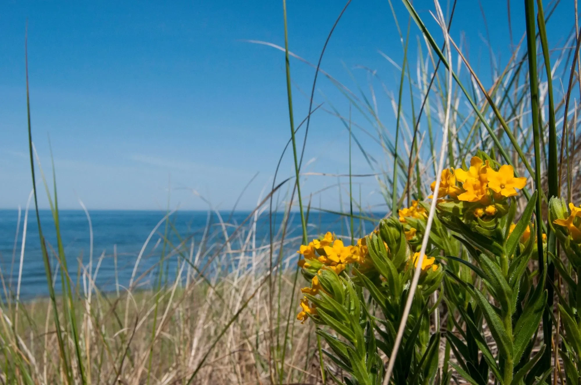 LAKEFRONT LANDING at the STINER PAVILION - HABITAT RESTORATION PLANTING DAYS