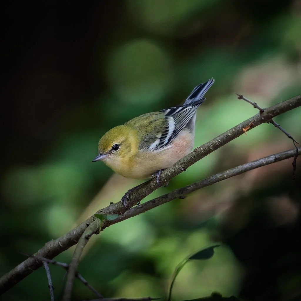 BIRDS, BINOCULARS &amp; TAILGATING

Our Sunday walk takes us to Captain Daniel Wright Forest Preserve, where the Des Plaines River corridor and surrounding woodlands can concentrate an exciting variety of birds during fall migration. We'll explore th