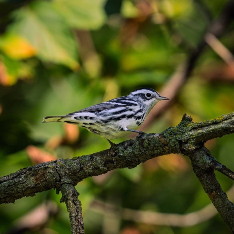 FALL MIGRATION AT ILLINOIS BEACH STATE PARK

There may be no better time to explore Illinois Beach State Park than during fall migration. With Lake Michigan guiding birds south and the park's remarkable mix of shoreline, dunes, wetlands, prairie and 