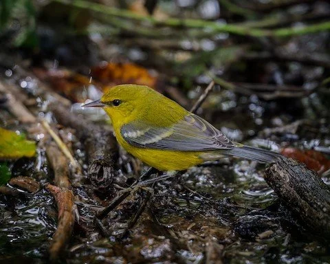 🍂 Fall is taking flight at Lake County Audubon!

Migration is underway, new habitat is going in the ground, our programs are back, Piping Plover season has wrapped up, and we&rsquo;re celebrating 50 years with a new living legacy project.

There&rsq