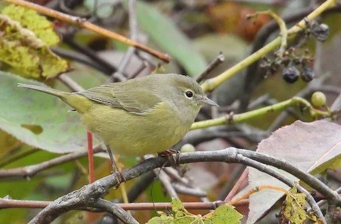 Bird Walk: Van Patten Woods Forest Preserve