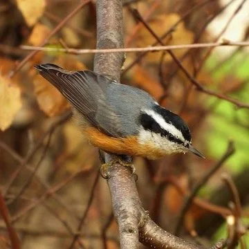 🍂 Fall birding at Van Patten Woods! 🐦&zwj;⬛

Join Lake County Audubon Society for a morning walk as we explore Van Patten Woods Forest Preserve in search of fall migrants and year round residents.

📅 Saturday, October 3 
⏰ 8:00 AM to 10:45 AM 
📍 