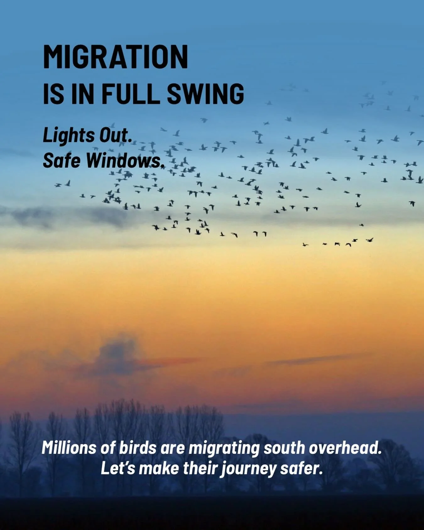 🪶 MIGRATION IS IN FULL SWING!
Lights Out | Safe Windows | Safe Passage.

Bird-safe windows and Lights Out aren&rsquo;t just for big cities like Chicago. Migrating birds travel right through our neighborhoods, making the choices we make at home impor