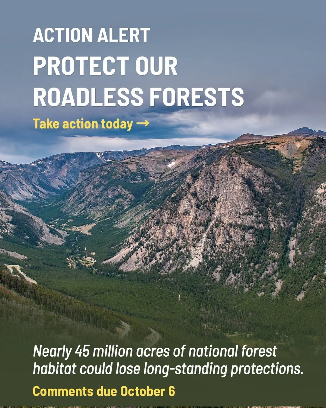 🚨 TAKE ACTION FOR BIRDS: PROTECT OUR ROADLESS FORESTS

Some of America&rsquo;s most intact national forests could soon lose protections they&rsquo;ve had for 25 years.

The U.S. Forest Service has proposed rescinding the Roadless Rule, potentially r