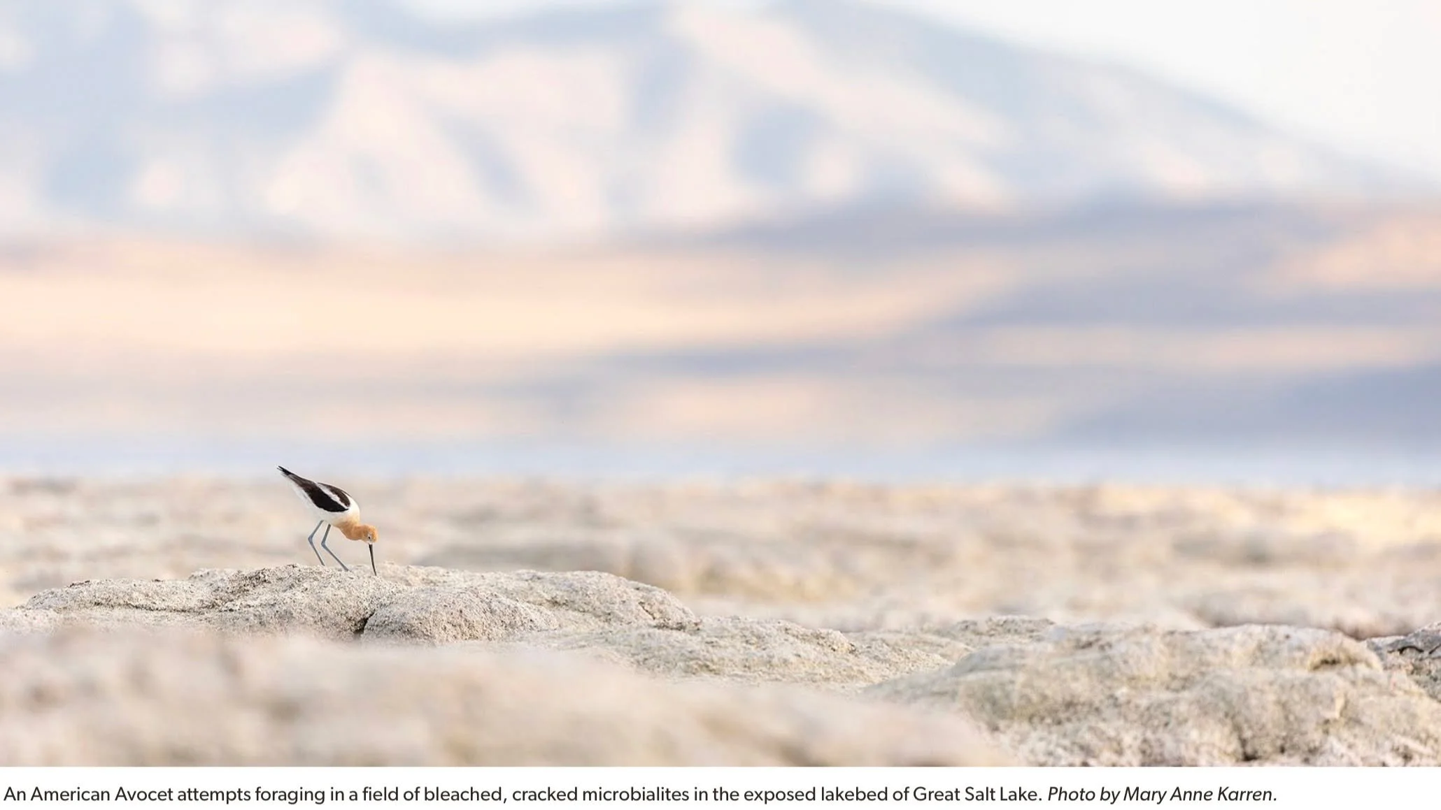 🌎 For migratory birds, every stop along the journey matters.

The Great Salt Lake is one of North America&rsquo;s most important places for migratory birds, providing critical habitat to rest and refuel along journeys that can span thousands of mile