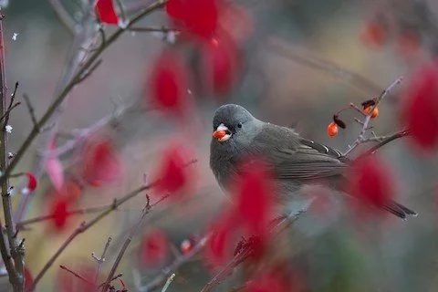 Our October issue of On the Wing is here! 🍂🐦&zwj;⬛

There is a LOT happening at Lake County Audubon Society this fall!

🌱 More than 650 plants are now in the ground at Waukegan&rsquo;s Lakefront Landing

🌿 We&rsquo;re celebrating 50 years with 50