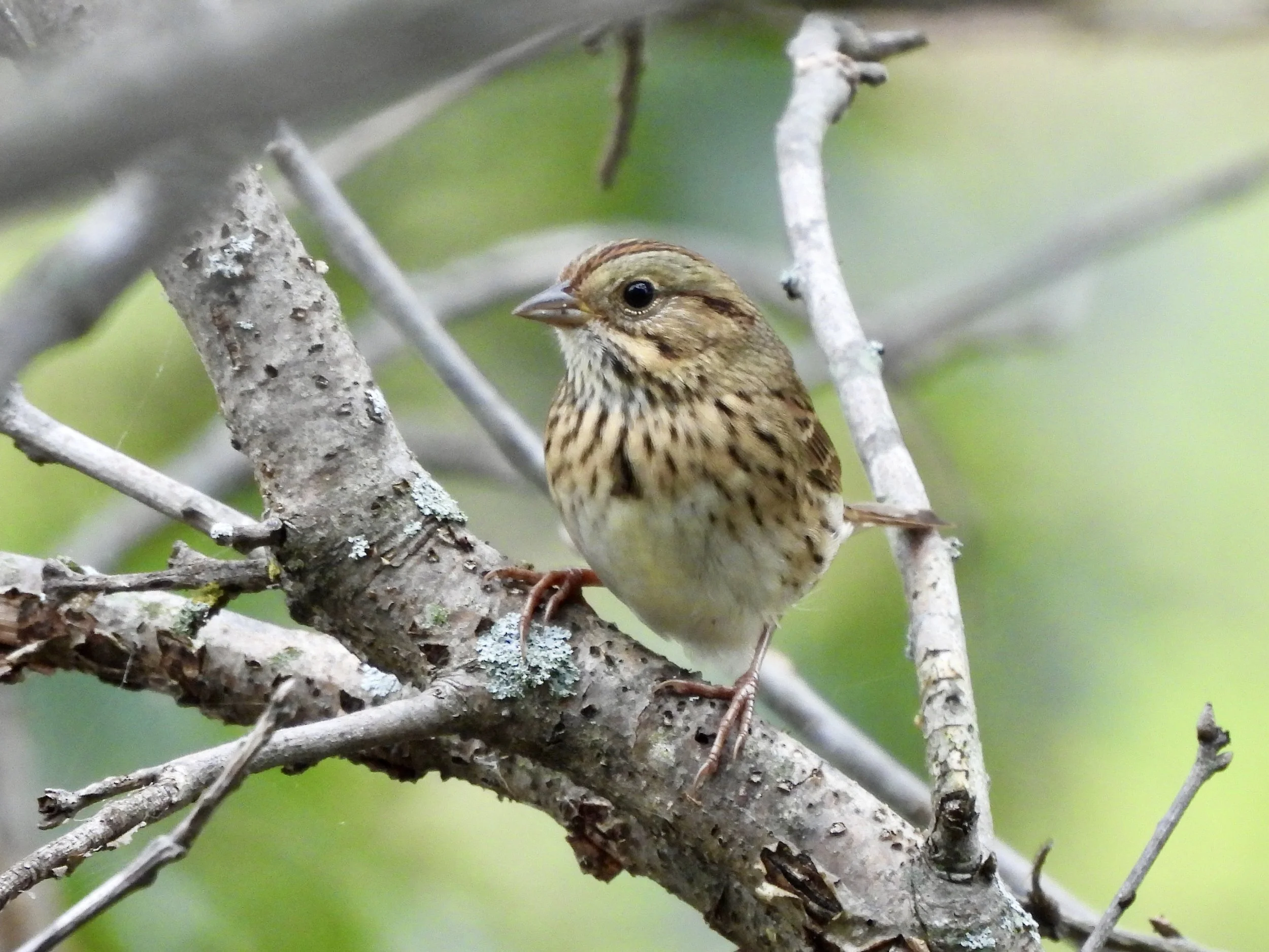 Bird Walk: IBSP-North Unit