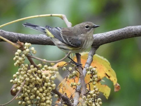 Bird Walk: Sedge Meadow Forest Preserve 