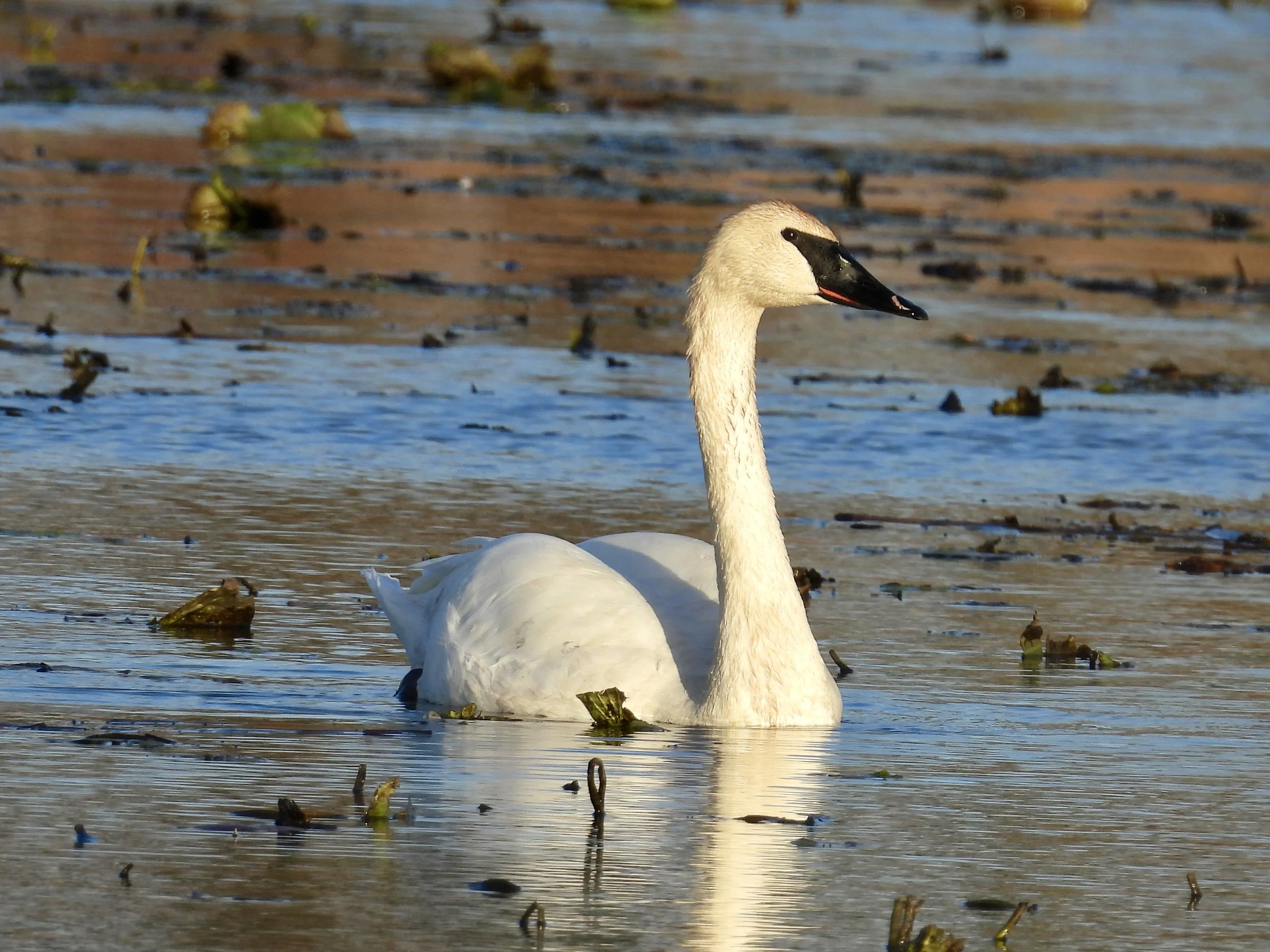 Bird Walk: Pine Dunes Forest Preserve