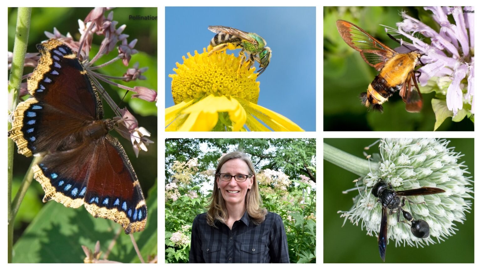 Partner Event: Wild Ones Annual Native Landscaping Conference,