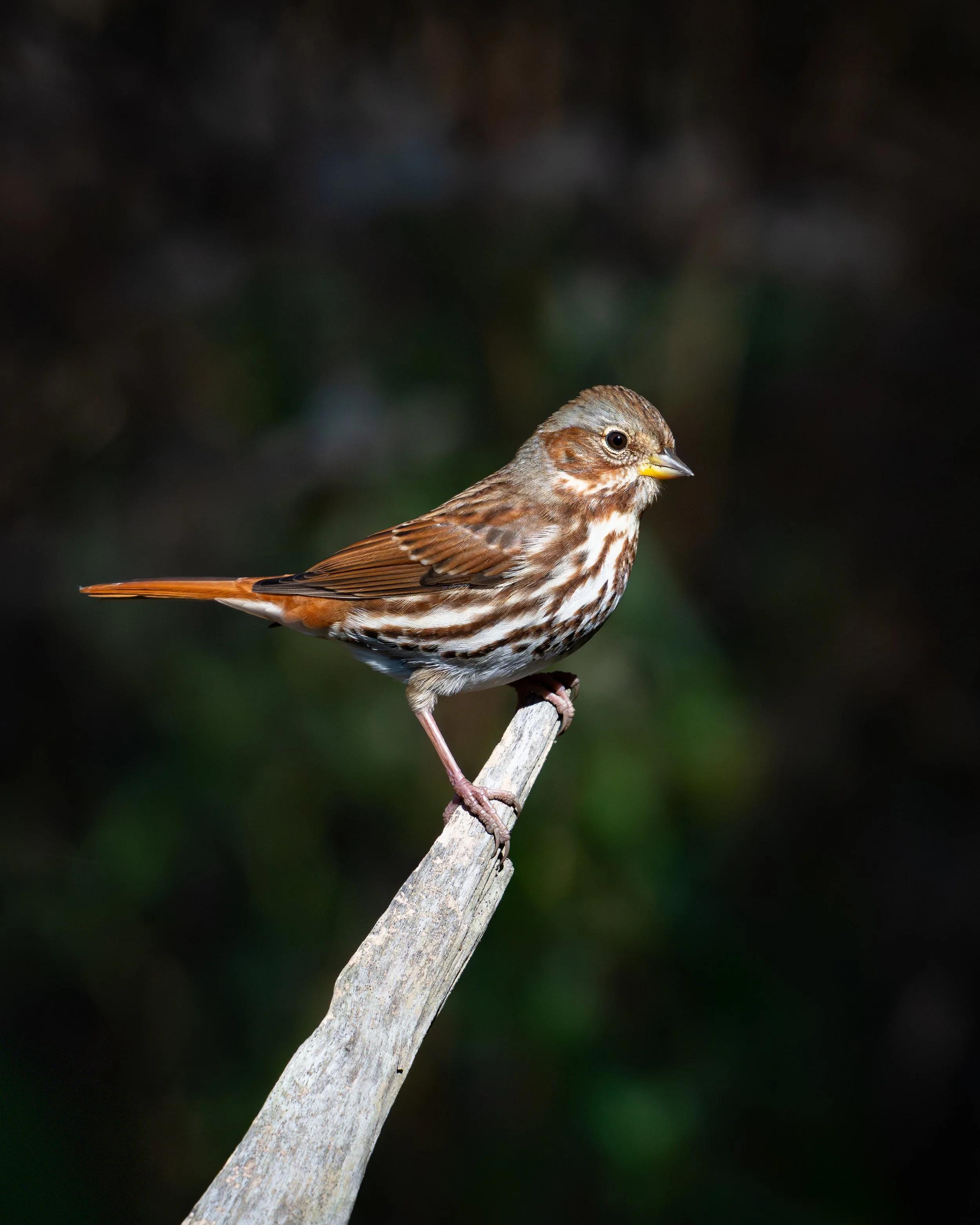 Bird Walk with COS: Crabtree Nature Nature