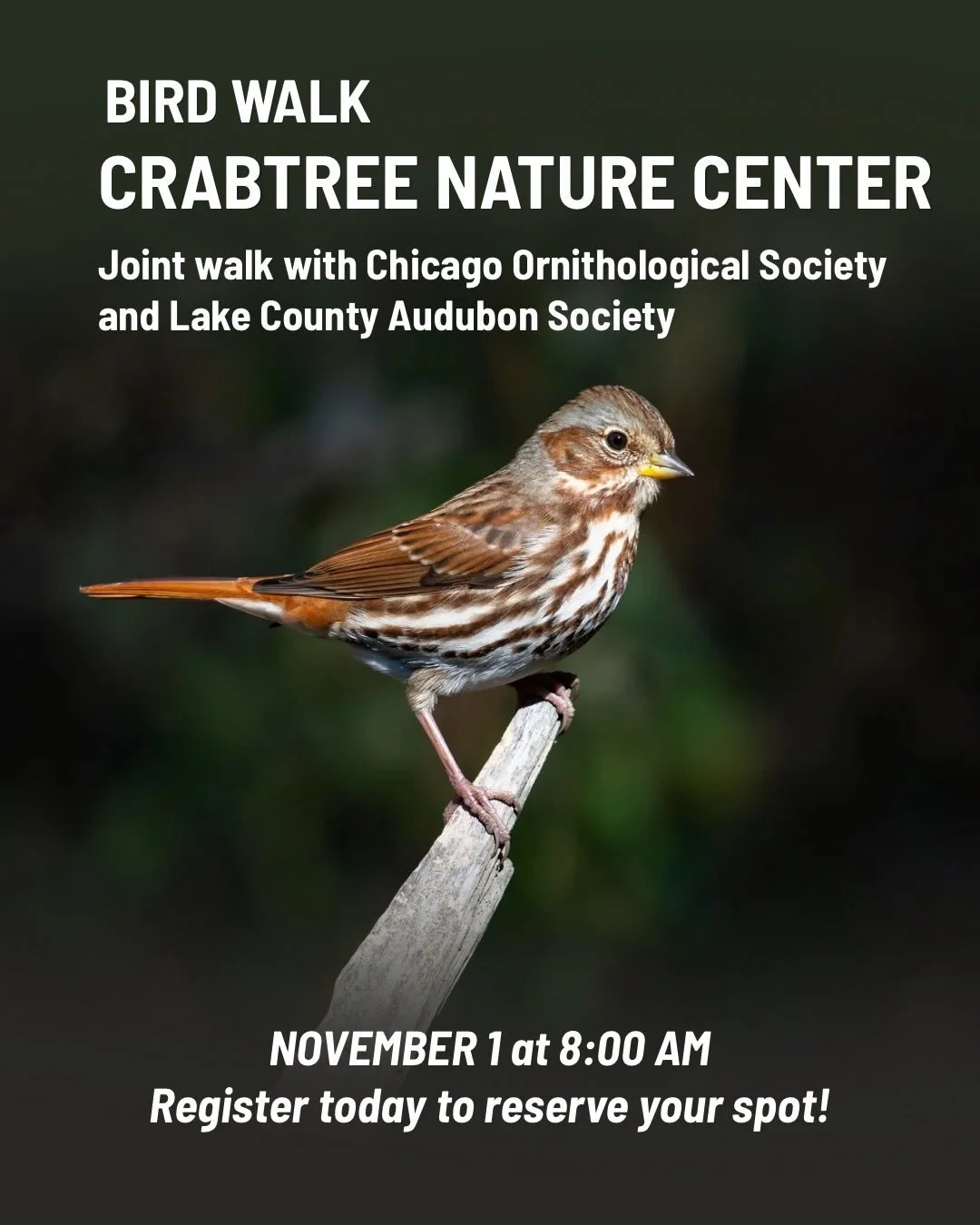 TWO BIRDING COMMUNITIES. ONE GREAT MORNING! 🍂

Join Lake County Audubon Society and Chicago Ornithological Society for a special joint bird walk at beautiful Crabtree Nature Center!

With its mix of woodlands, prairies, ponds, and wetlands, Crabtree