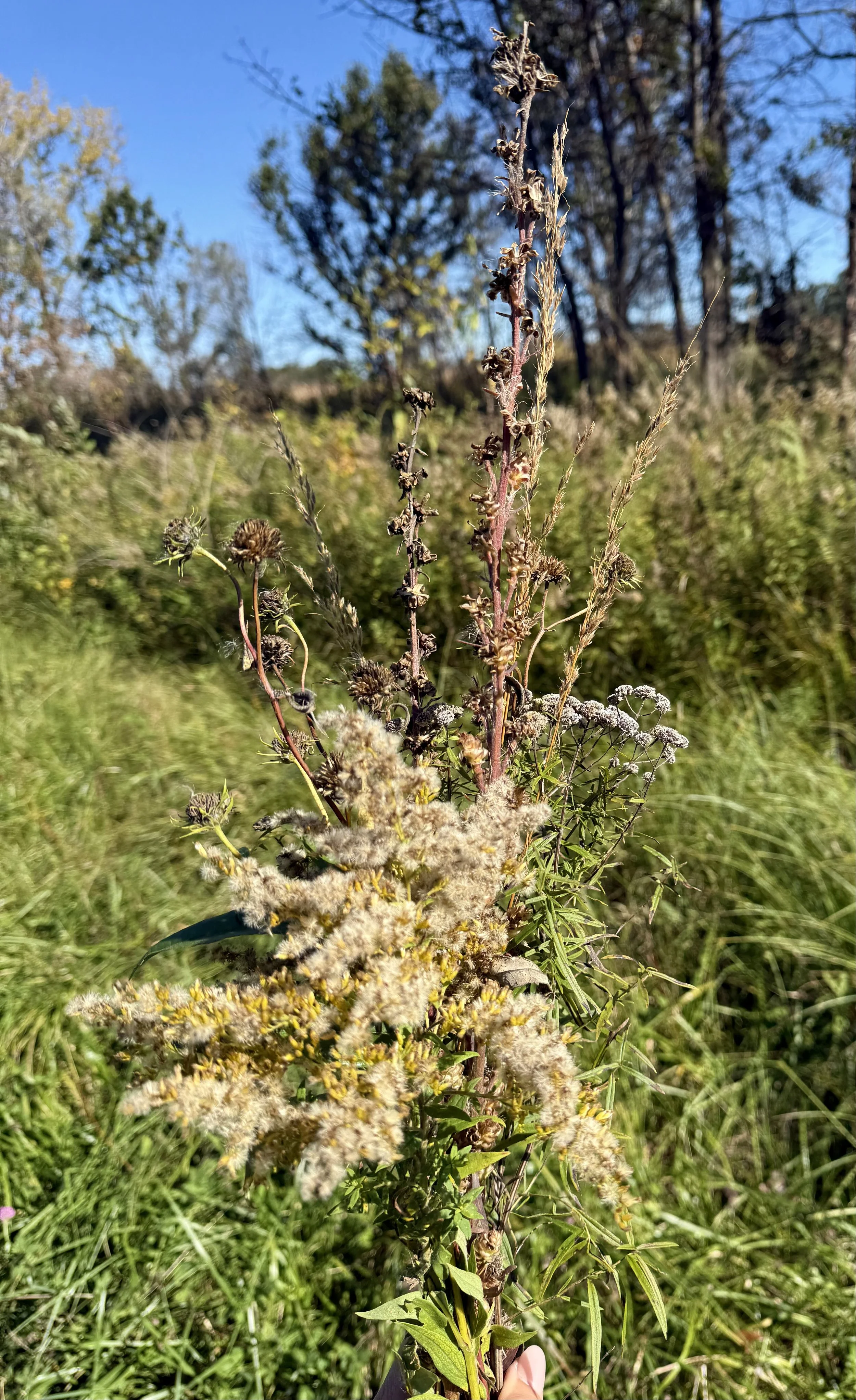 Native Seed Collecting at Liberty Prairie