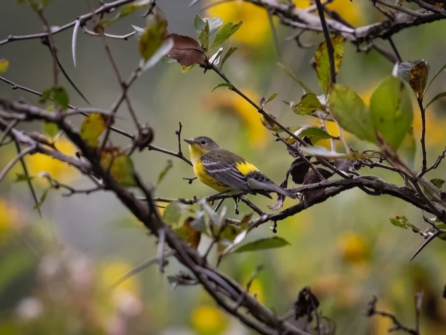 Bird Walk: Illinois Beach State Park - South Unit