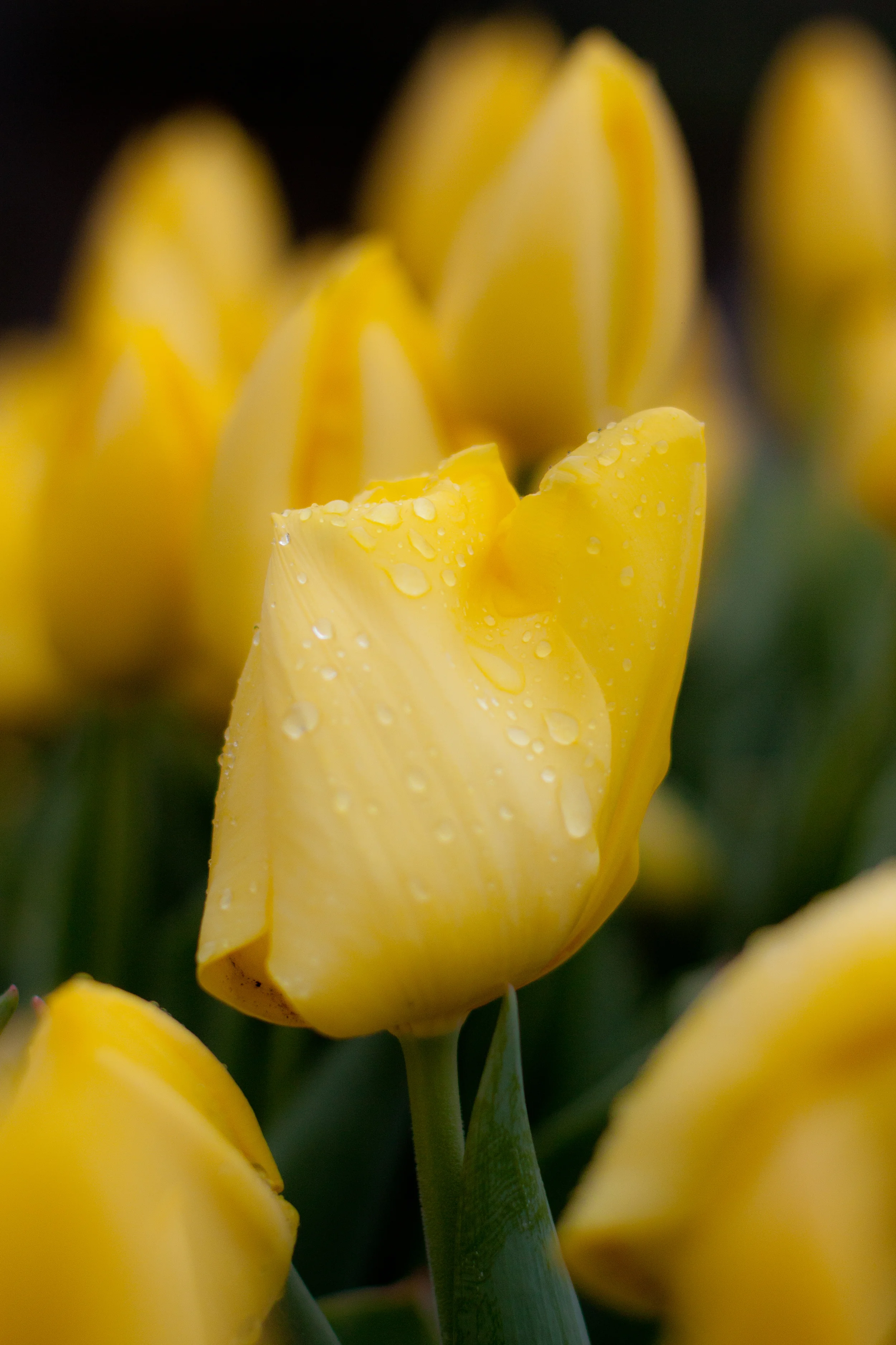 Yellow Tulip.jpg