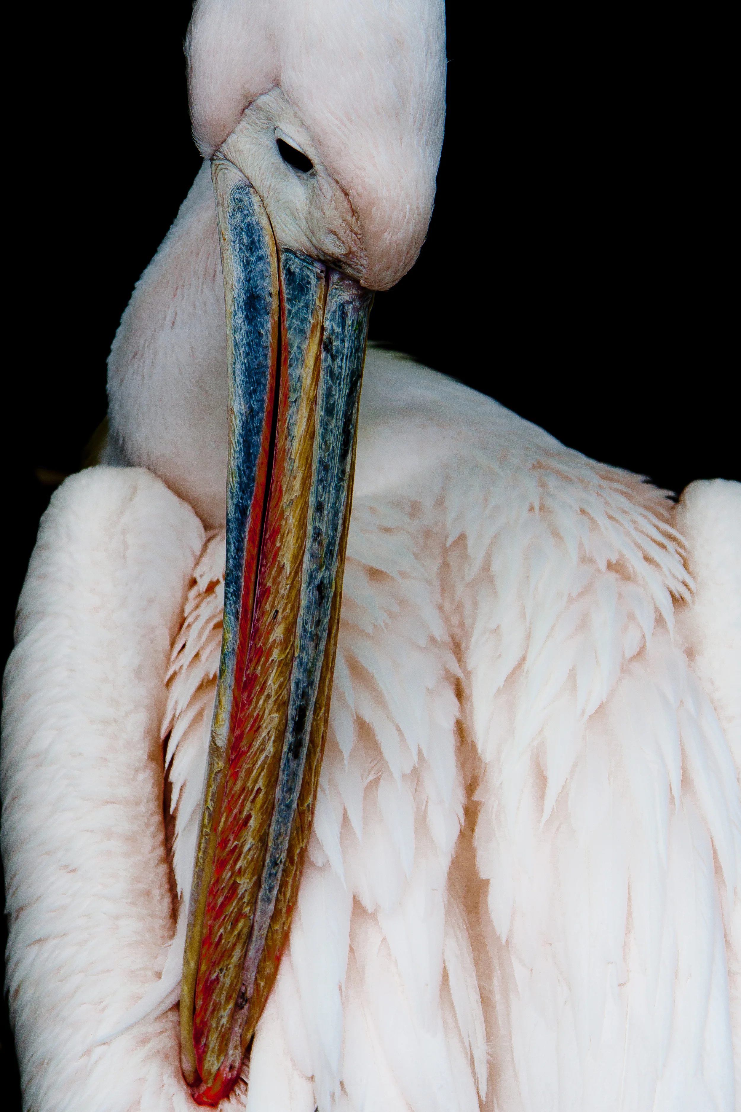 Pelican.jpg
