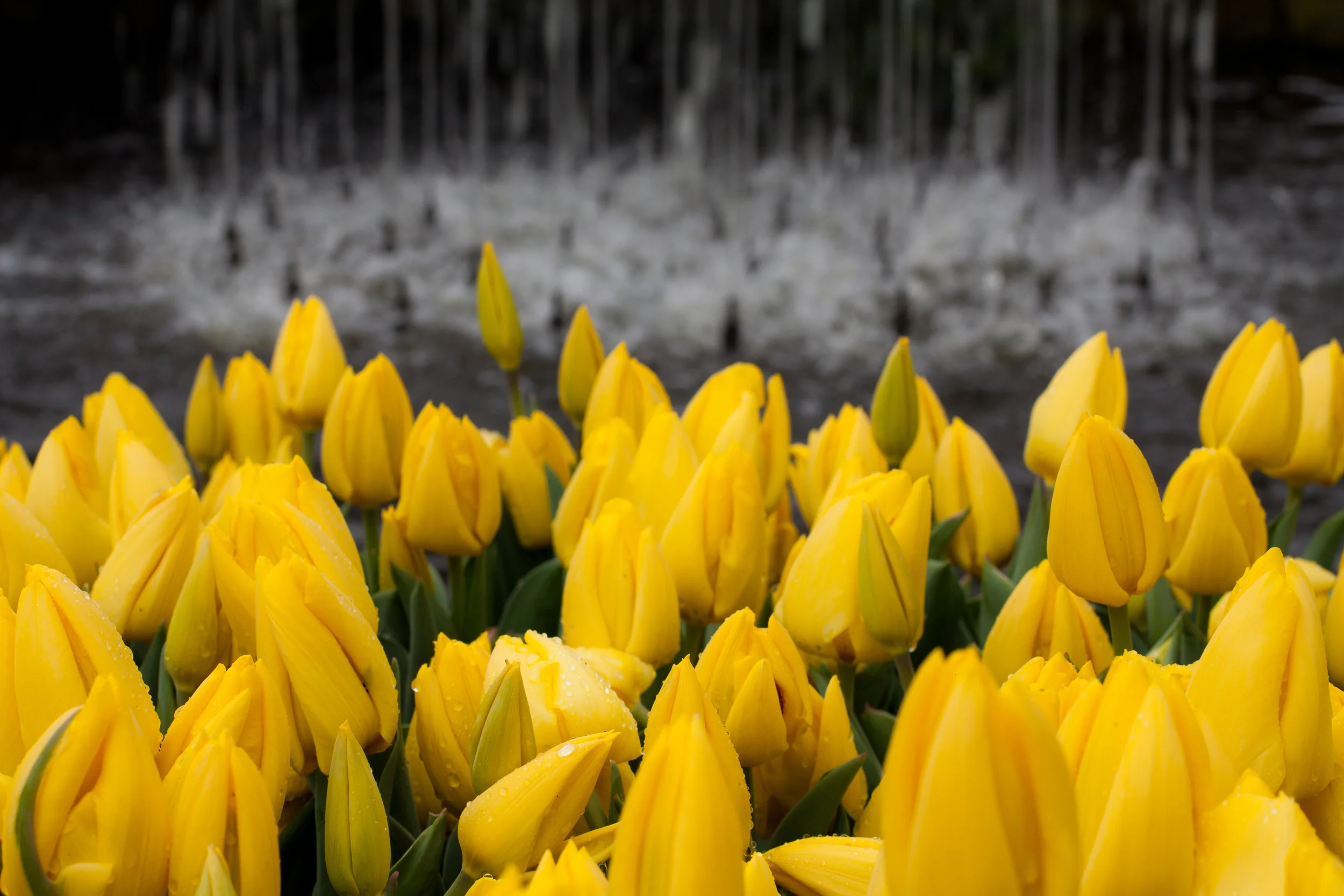 Tulips Yellow.jpg