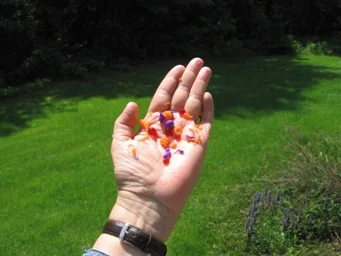 Gels (on hand) collected with colander from the calcium chloride solutions.