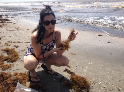 Olga collecting drift Sargassum in the Gulf of Mexico, June 2014.