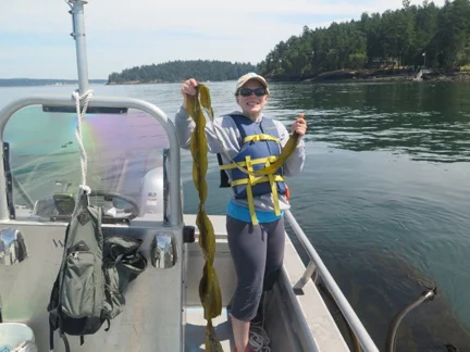 Katie with Nereocystis in the field. Photo credit: J. Robert Waaland.