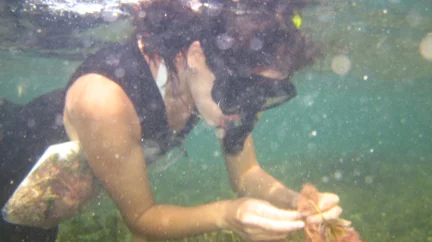 Kyra collecting corallines in Western Australia via snorkel.