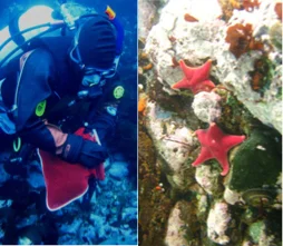 Target species and a SCUBA diver collecting both coralline algae and fleshy macroalgae in Antarctica.