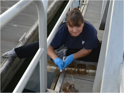Holly collecting biofilms from panels deployed at a Florida Port.