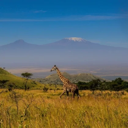 KAMPI YA KANZI Increasing reservations for this luxury safari camp by over 1000% through SEO and Google Ads strategy and management.