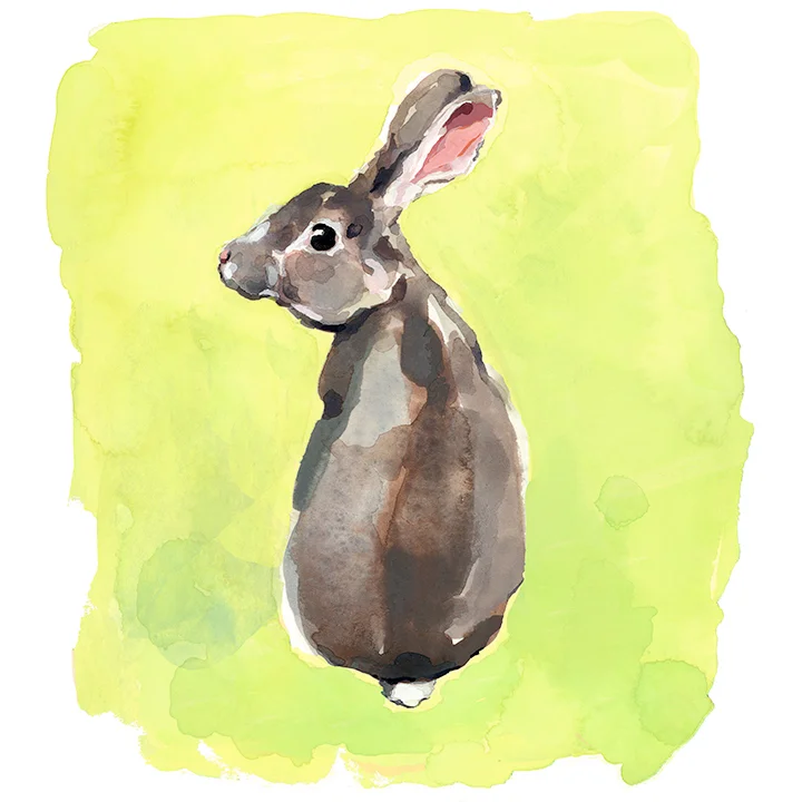 rabbit.jpg