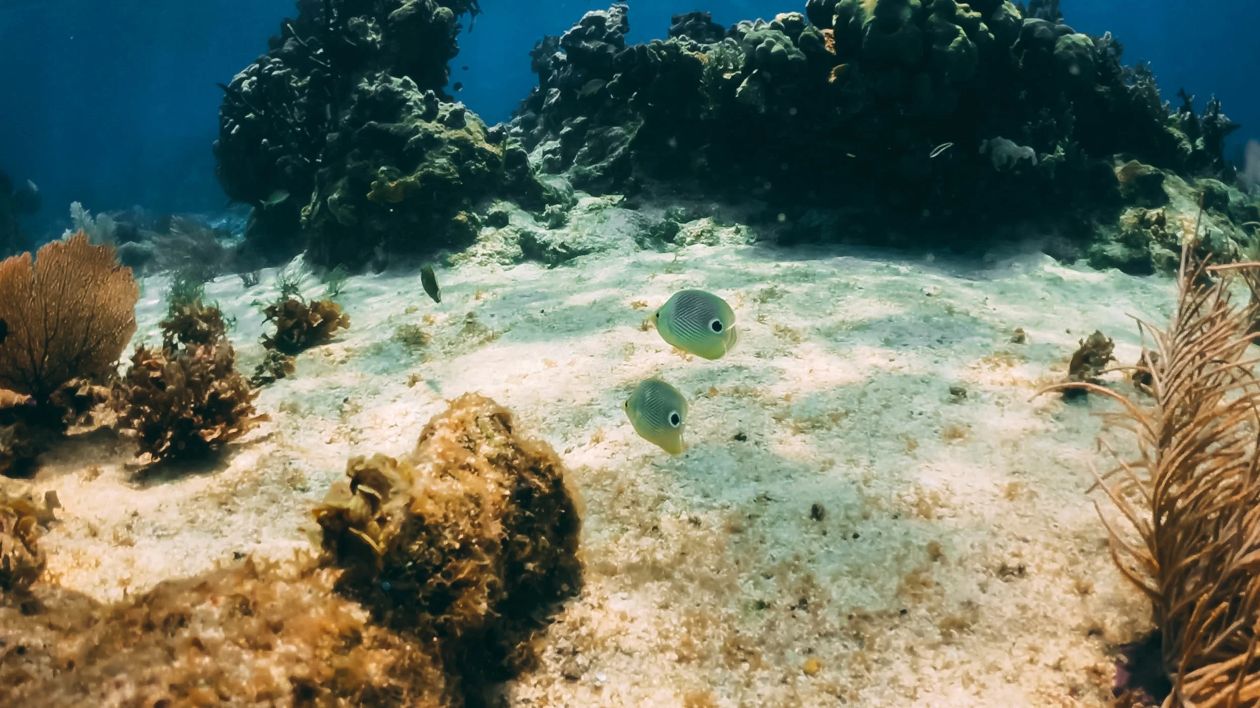 fish2-1.jpg