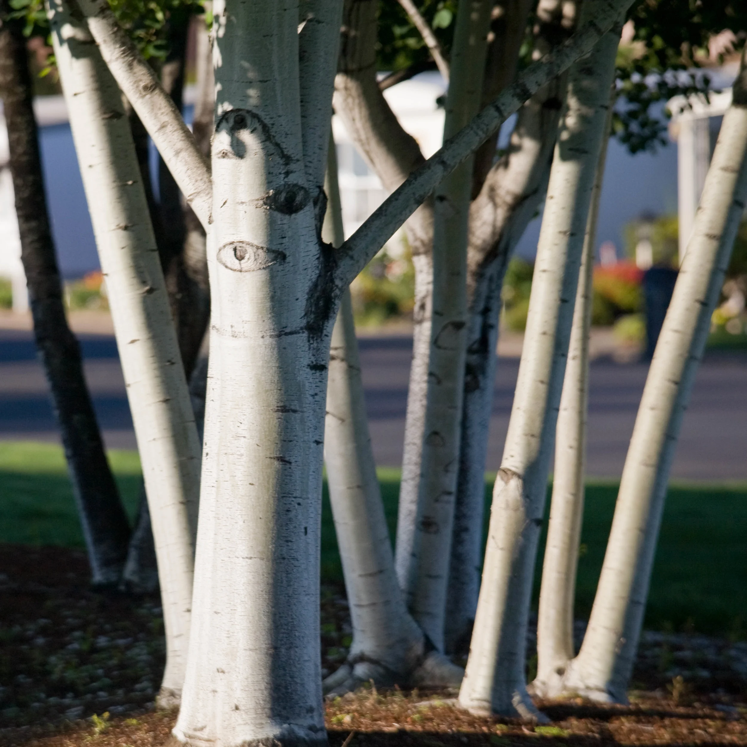 tree trunks thumb.jpg