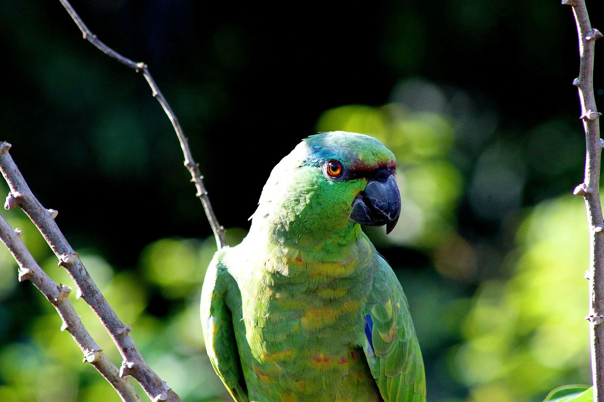 It's home to more than 1300 birds species