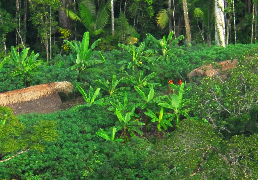 It is estimated that 3 million indigenous people live in the Amazon Rainforest. Comprising 300 ethnic groups and over 250 different spoken languages.