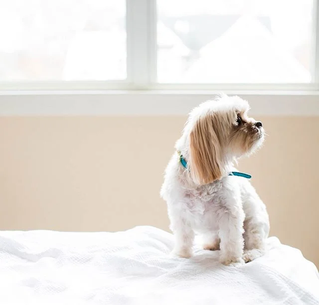 Lola 🐶❤️ .
.
.
.
#chicago 
#chicagophotographer 
#chicagophotographers
#westloopphotographer
#fultonmarket 
#fultonmarketphotographer
#westloopchicago
#nikon
#nikonphotographer 
#nikonusa
#simplyportraits
#beunraveled
#lovelysquares
#liveauthentic
#