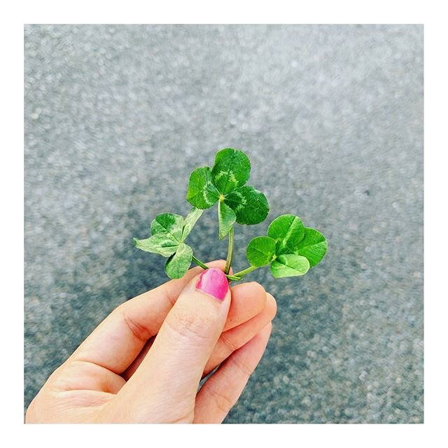 四つ葉のクローバーを見つけた💖
いいことあるかな🍀
.
.
.
#四つ葉 #四つ葉のクローバー #四つ葉のクローバー🍀 #🍀 #fourleafclover #fourleaf