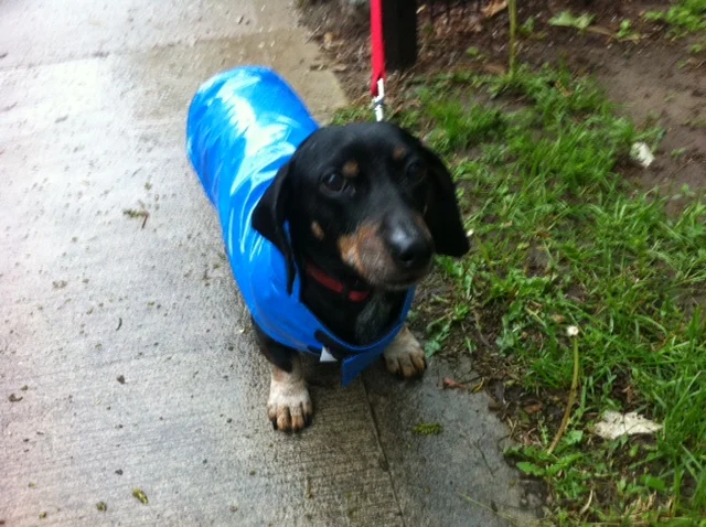 This is me, Petey, in my favourite blue raincoat! 