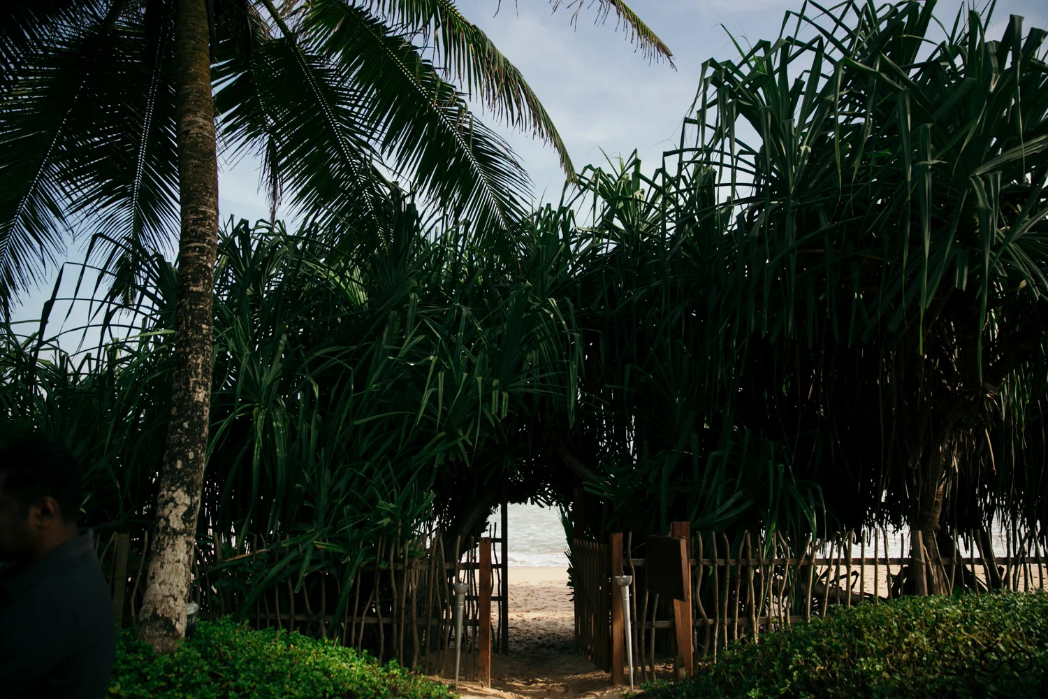 Tropicalheat015.jpg