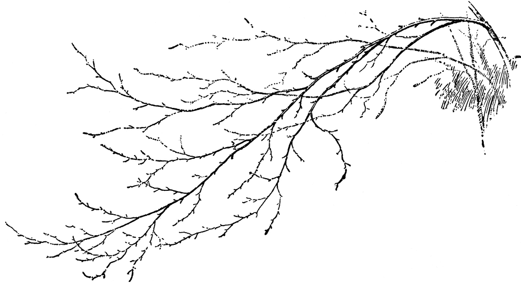 Tapping og fermentering av bjørkesevje