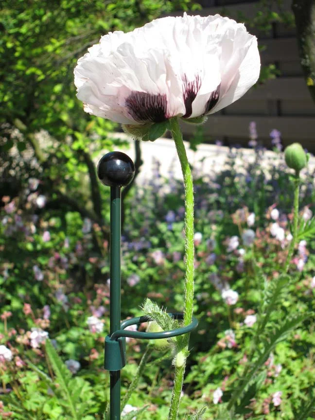 Peacock Classic Stake.jpg