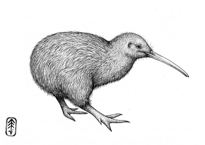 Fine-Line Kiwi Study