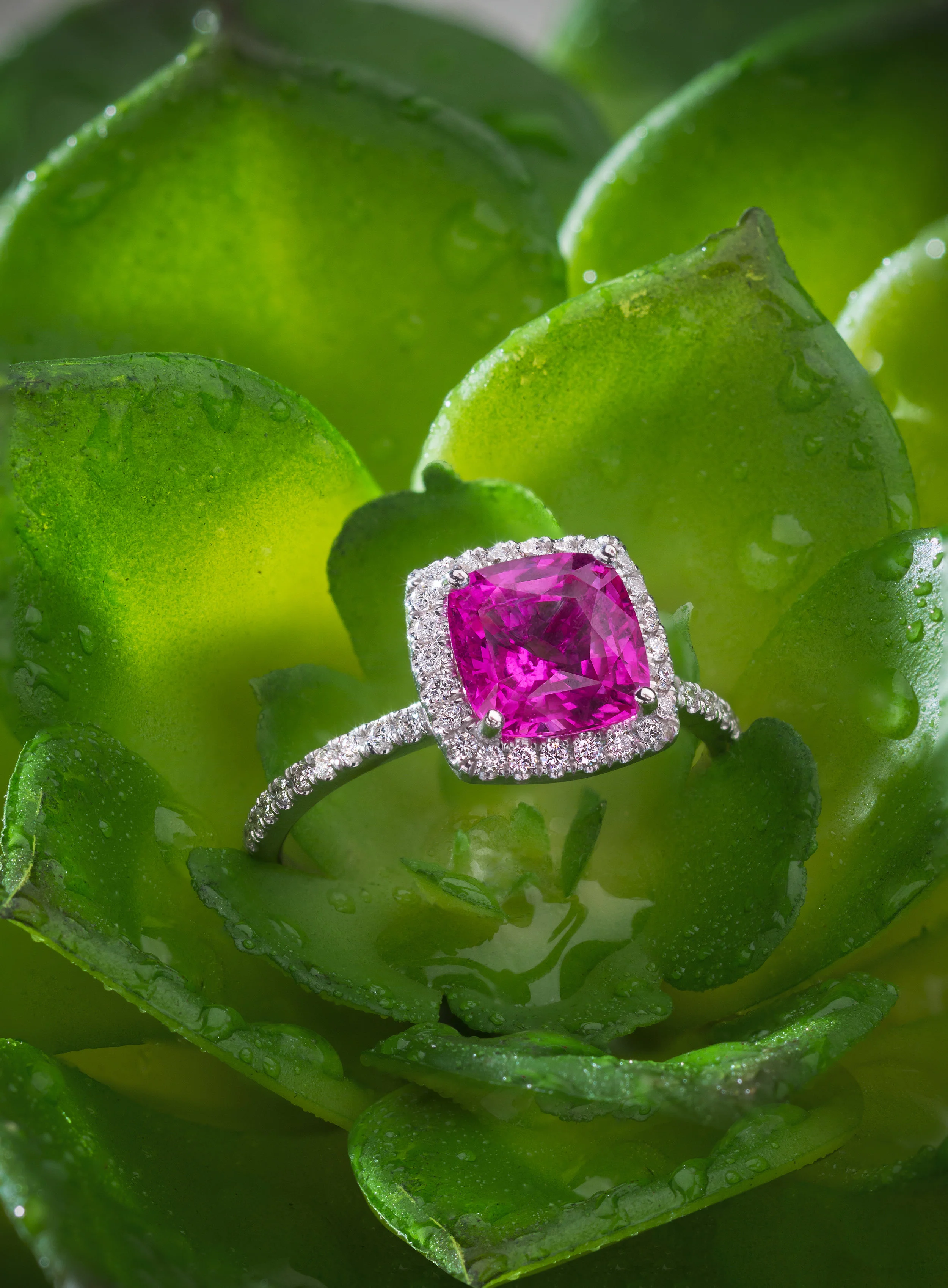 Pink Sapphire Ring on plant.jpg