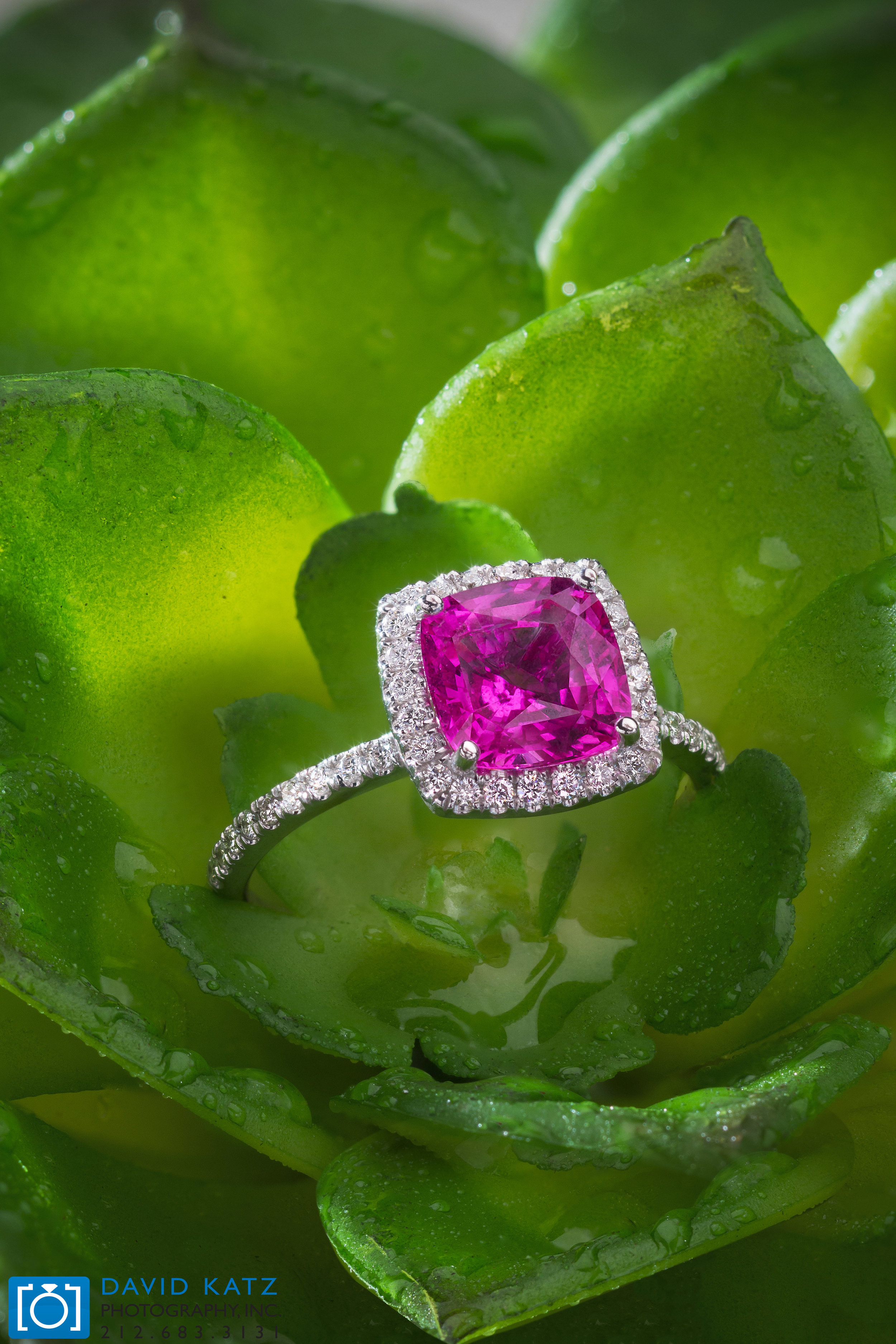 Pink Sapphire Ring on plant_NEWLOGO.jpg