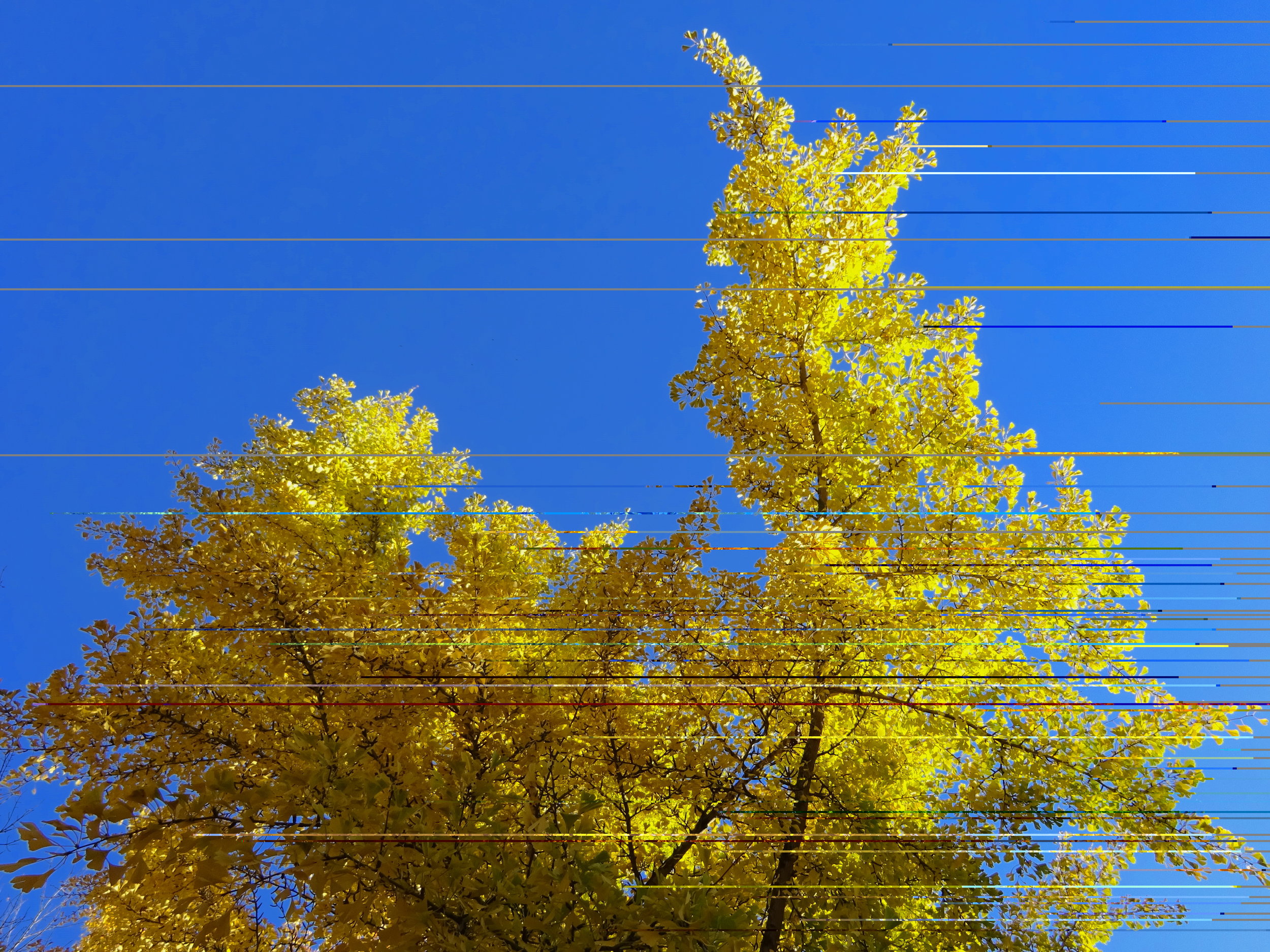 Gingko Tree with Fall Arrived Today.JPG