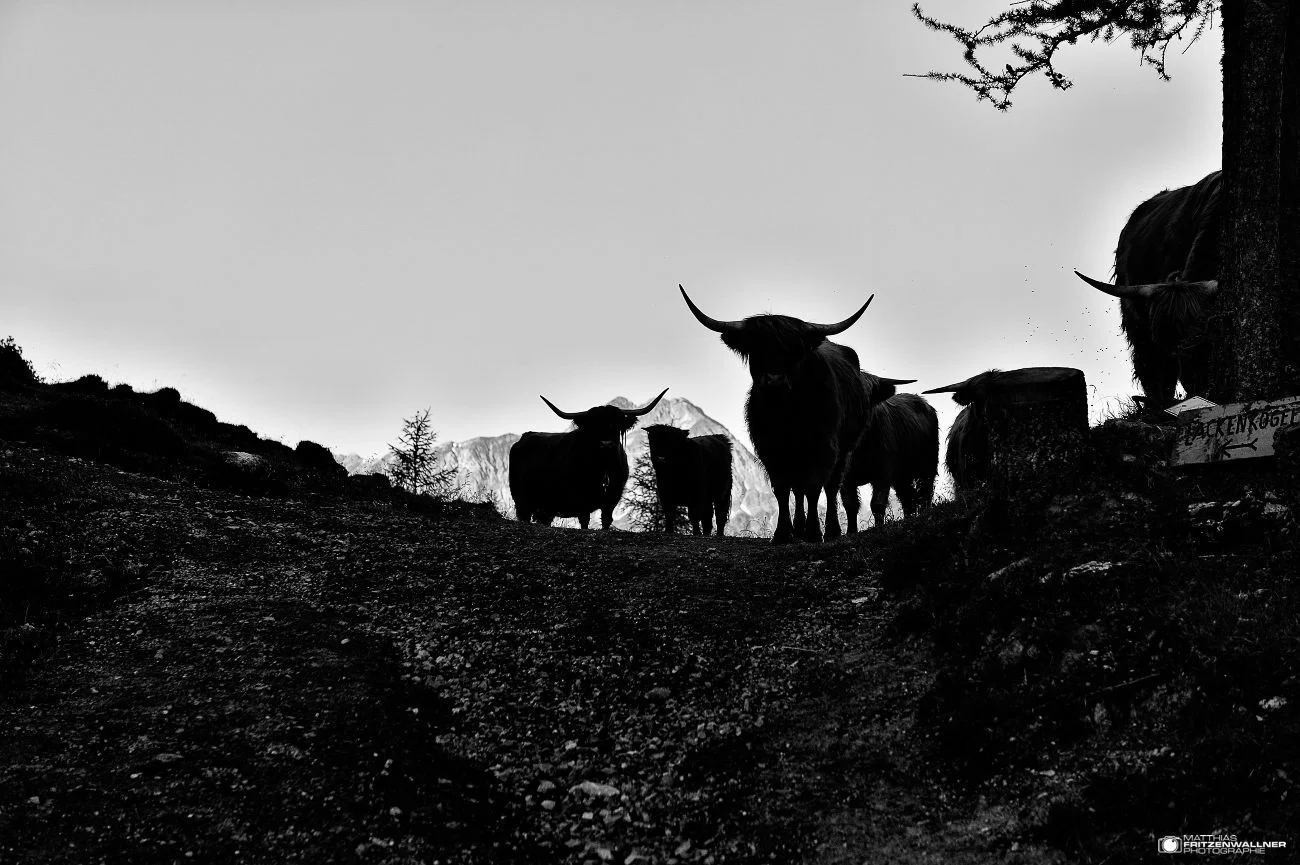 Hochlandrinder