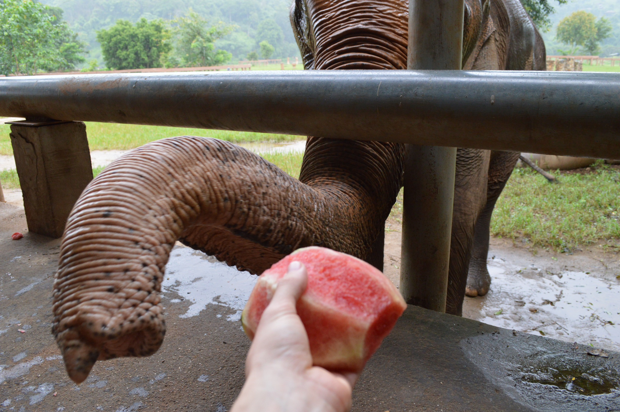 Her teeth have warn down, so rice balls and watermelon it is! 